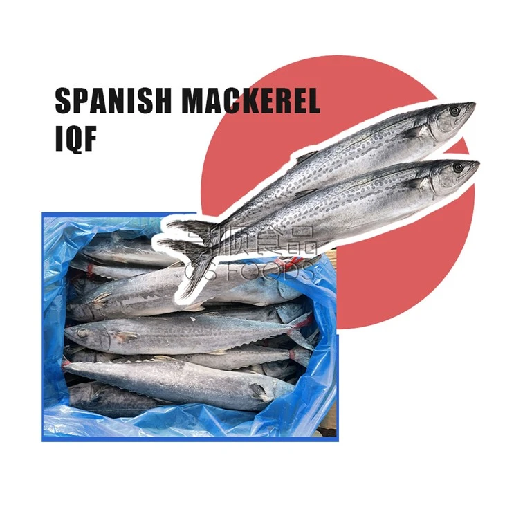 Frozen Spotted Mackerel