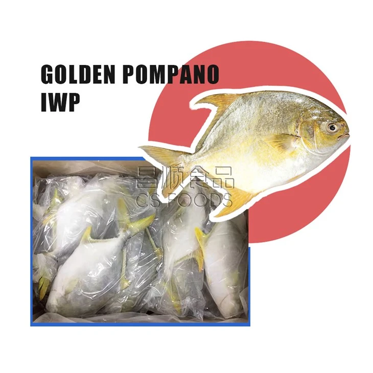 Light Catch IVP Golden Pompano