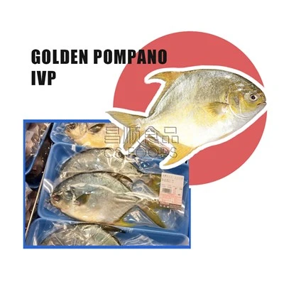 IVP Altın Pompano