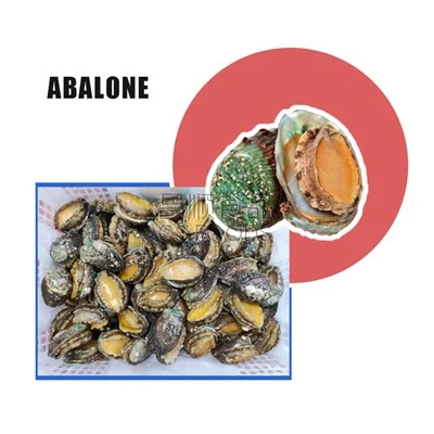 Karada Dondurulmuş Abalone Eti
